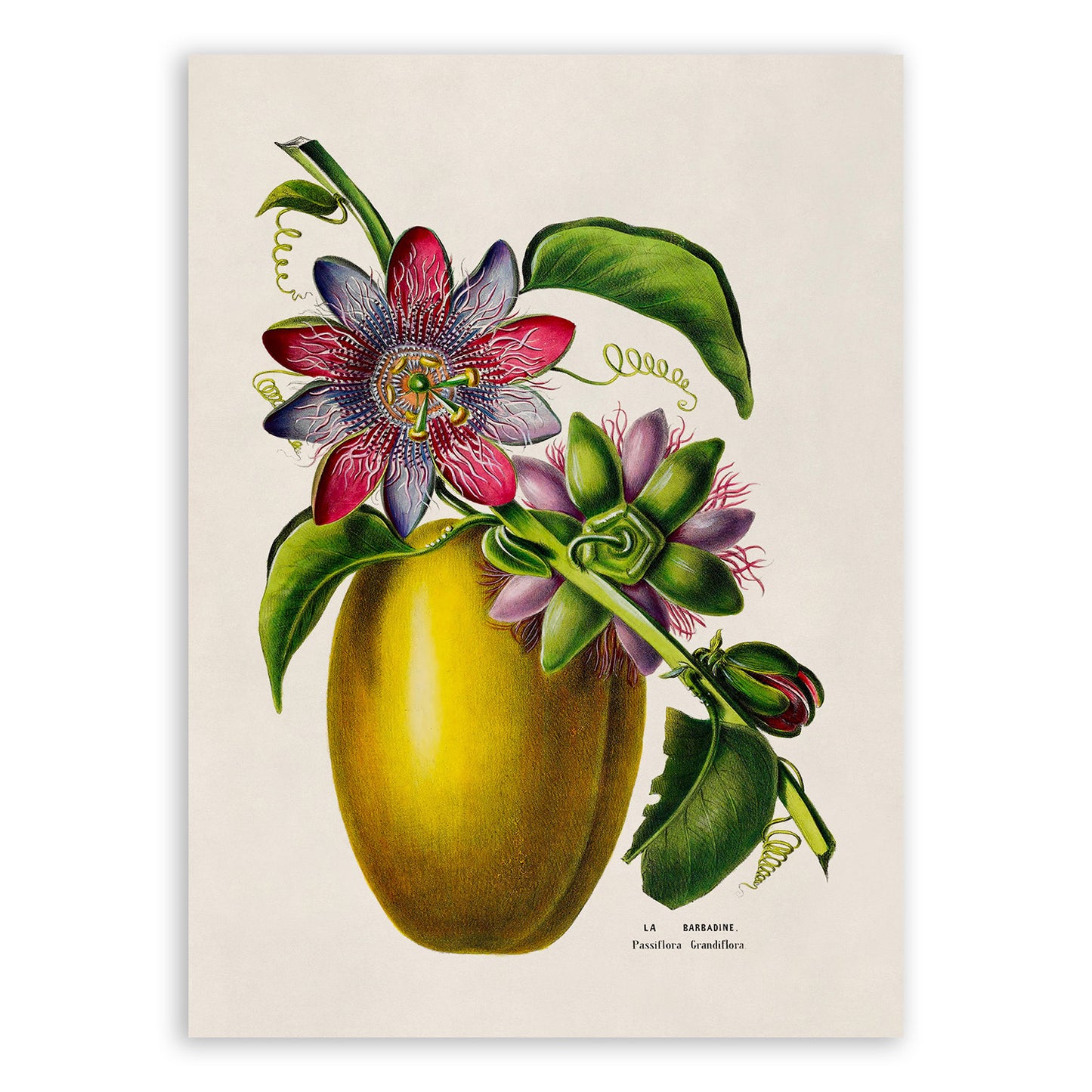 Passion Fruit Plant Botanical Illustration Print, FDA166