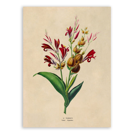 Indian Shot Plant Botanical Illustration Print, FDA167