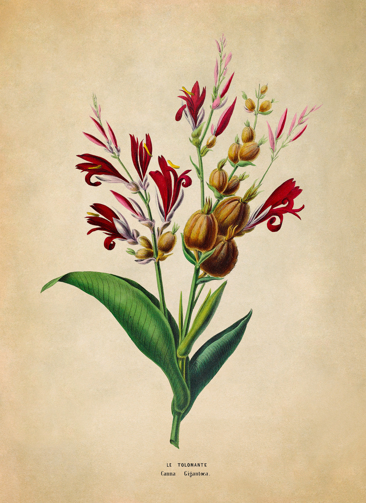 Indian Shot Plant Botanical Illustration Print, FDA167