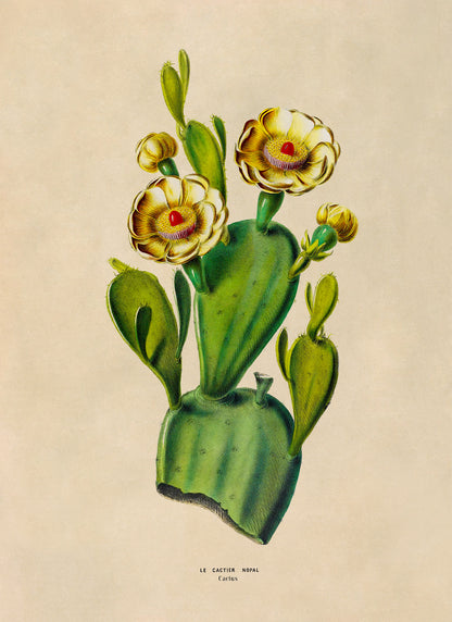 Cactus Flower Plant Botanical Illustration Print, FDA168