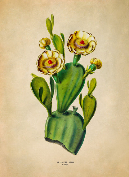 Cactus Flower Plant Botanical Illustration Print, FDA168