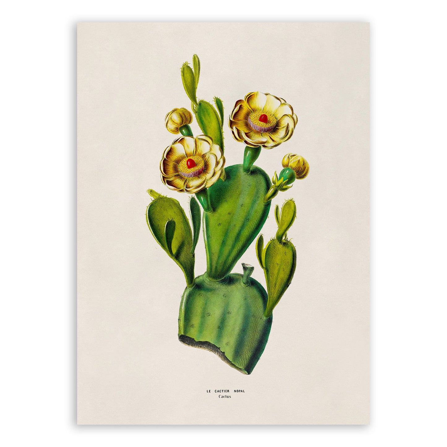 Cactus Flower Plant Botanical Illustration Print, FDA168