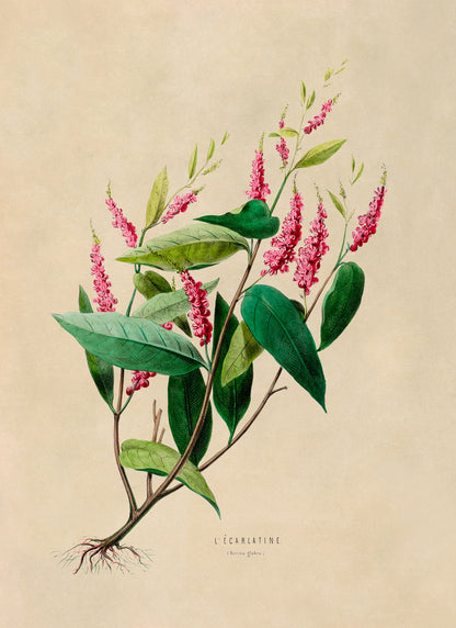 Scarlet Sumac Plant Botanical Illustration Print, FDA16