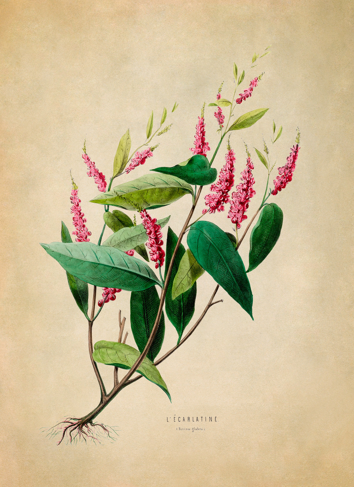 Scarlet Sumac Plant Botanical Illustration Print, FDA16