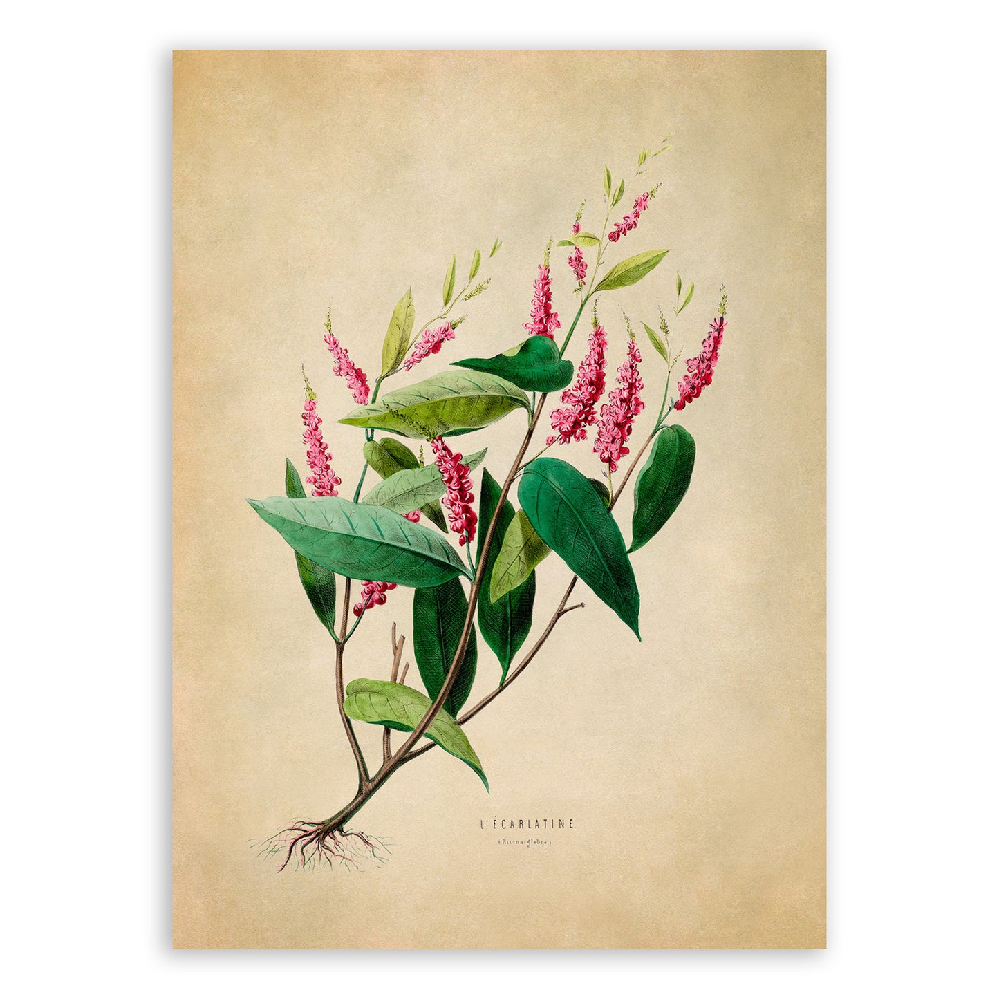 Scarlet Sumac Plant Botanical Illustration Print, FDA16