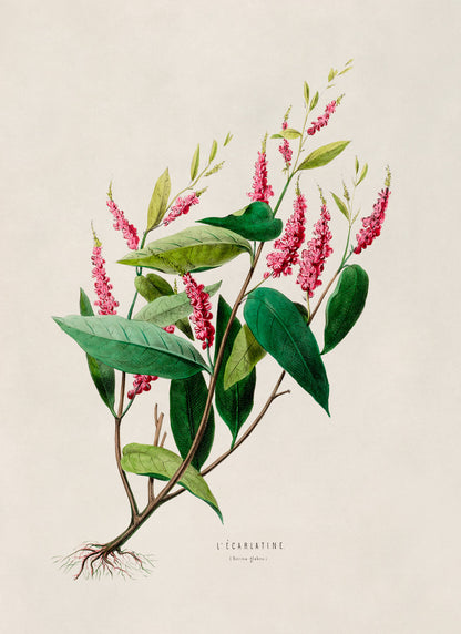 Scarlet Sumac Plant Botanical Illustration Print, FDA16