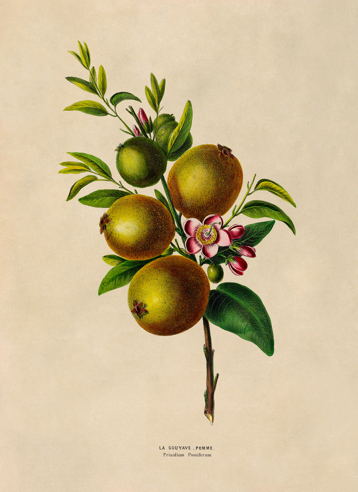 Guava Fruit Plant Botanical Illustration Print, FDA170