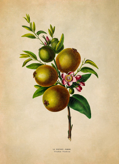 Guava Fruit Plant Botanical Illustration Print, FDA170