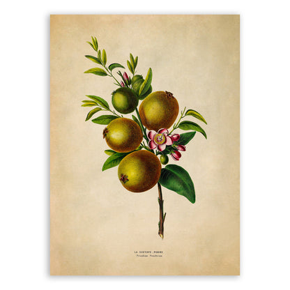 Guava Fruit Plant Botanical Illustration Print, FDA170