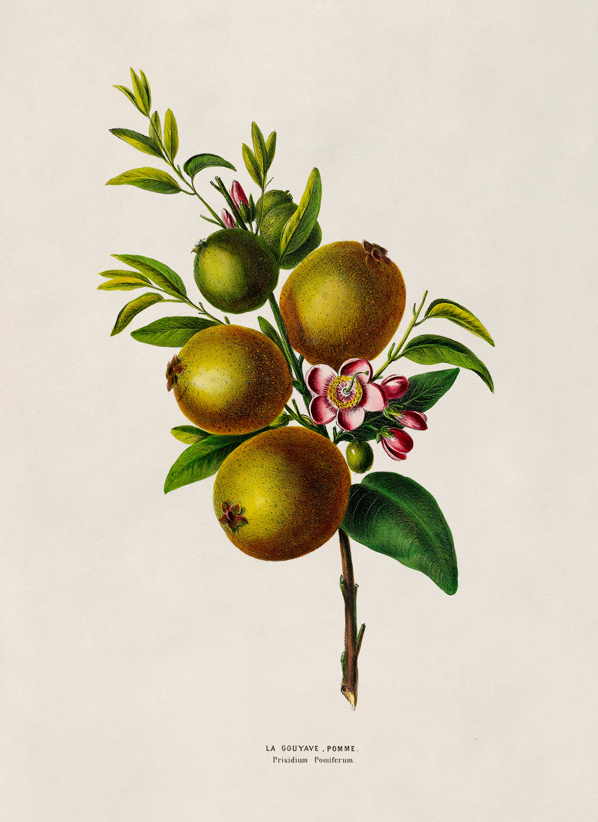 Guava Fruit Plant Botanical Illustration Print, FDA170