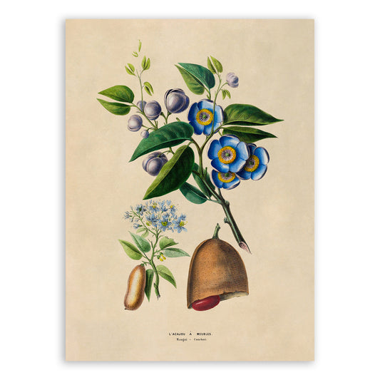 Stinkingtoe Tree Botanical Illustration Print, FDA171