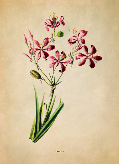 Blackberry Lily Flower Botanical Illustration Print, FDA172