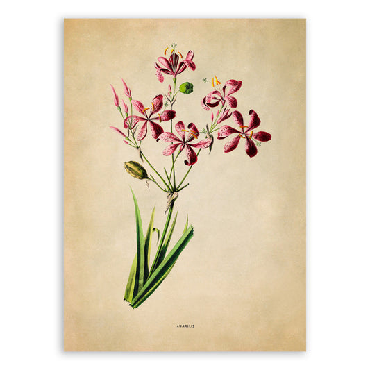 Blackberry Lily Flower Botanical Illustration Print, FDA172