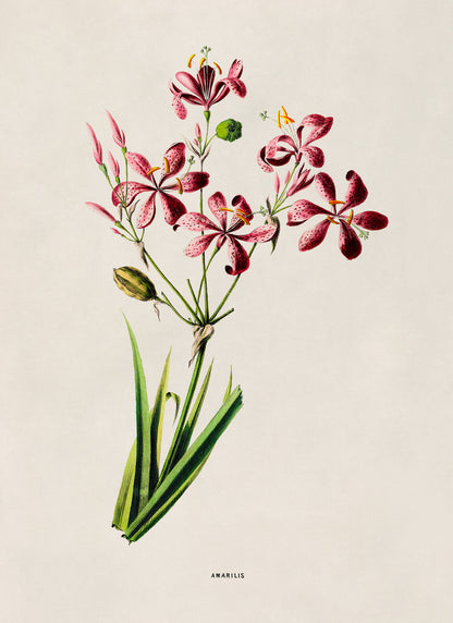 Blackberry Lily Flower Botanical Illustration Print, FDA172