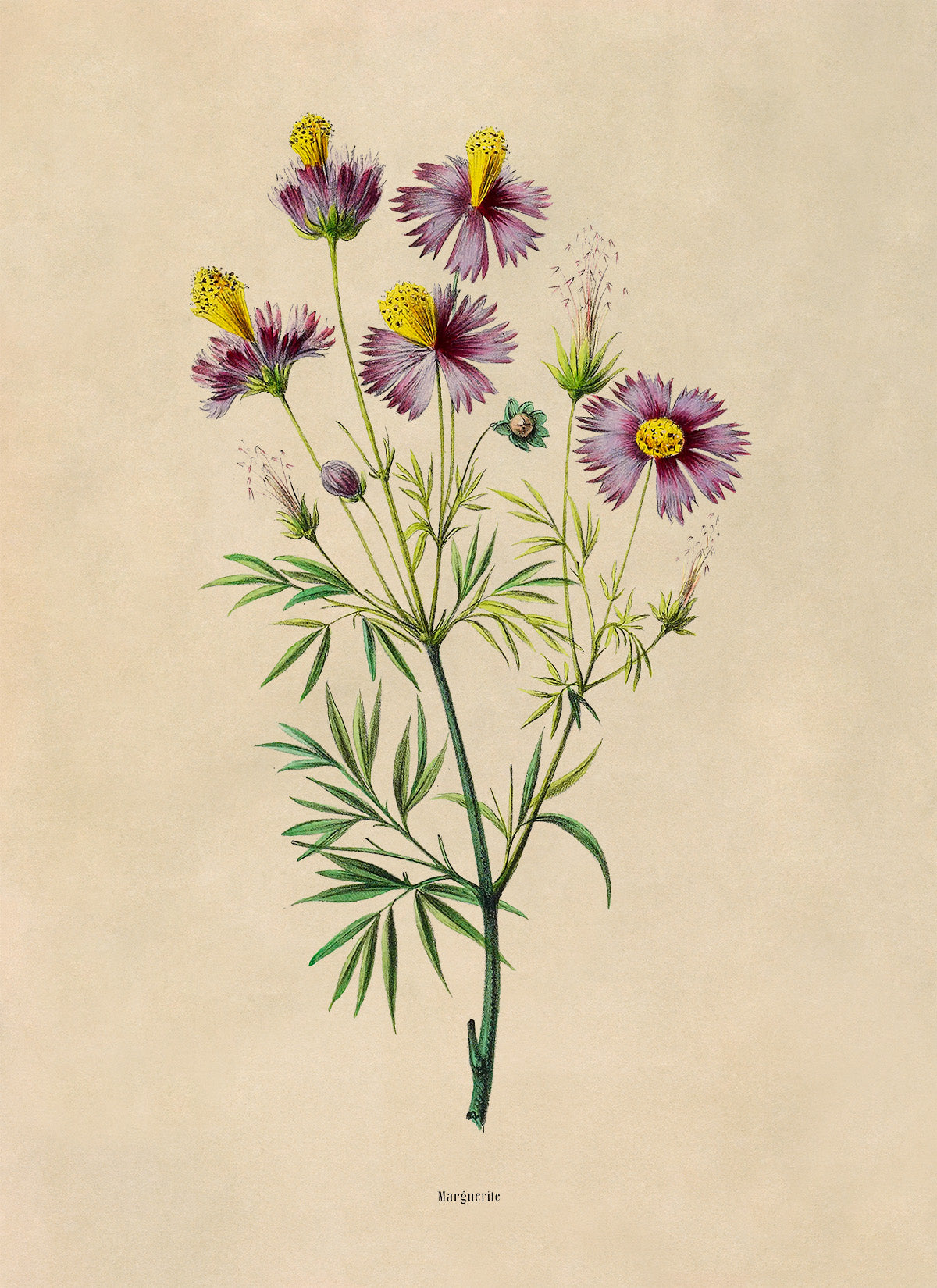 Cosmos Flower Botanical Illustration Print, FDA173