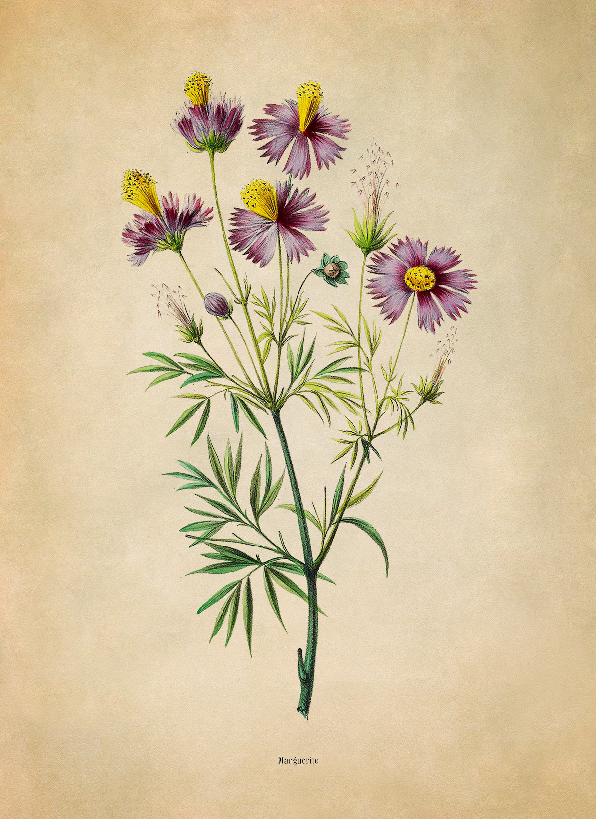 Cosmos Flower Botanical Illustration Print, FDA173