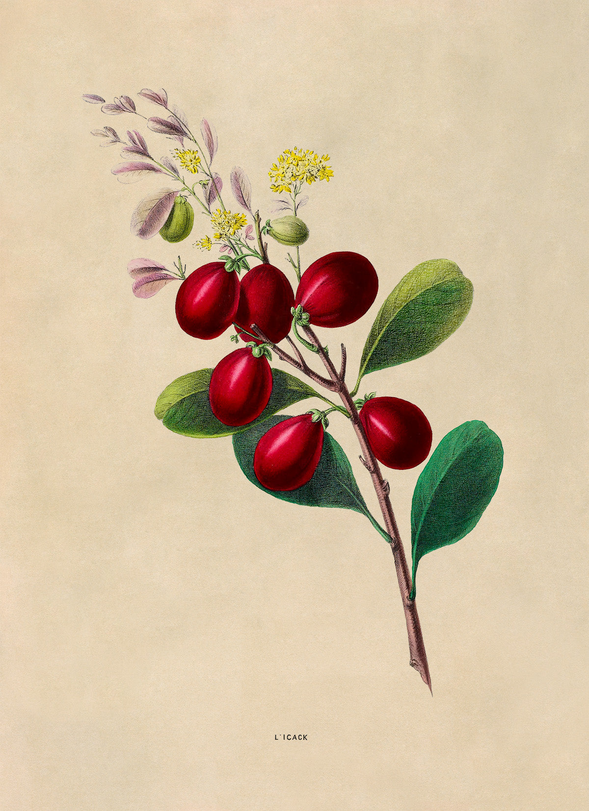 Cocoplum Plant Botanical Illustration Print, FDA173e