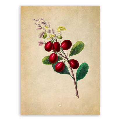 Cocoplum Plant Botanical Illustration Print, FDA173e