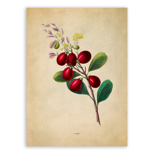 Cocoplum Plant Botanical Illustration Print, FDA173e