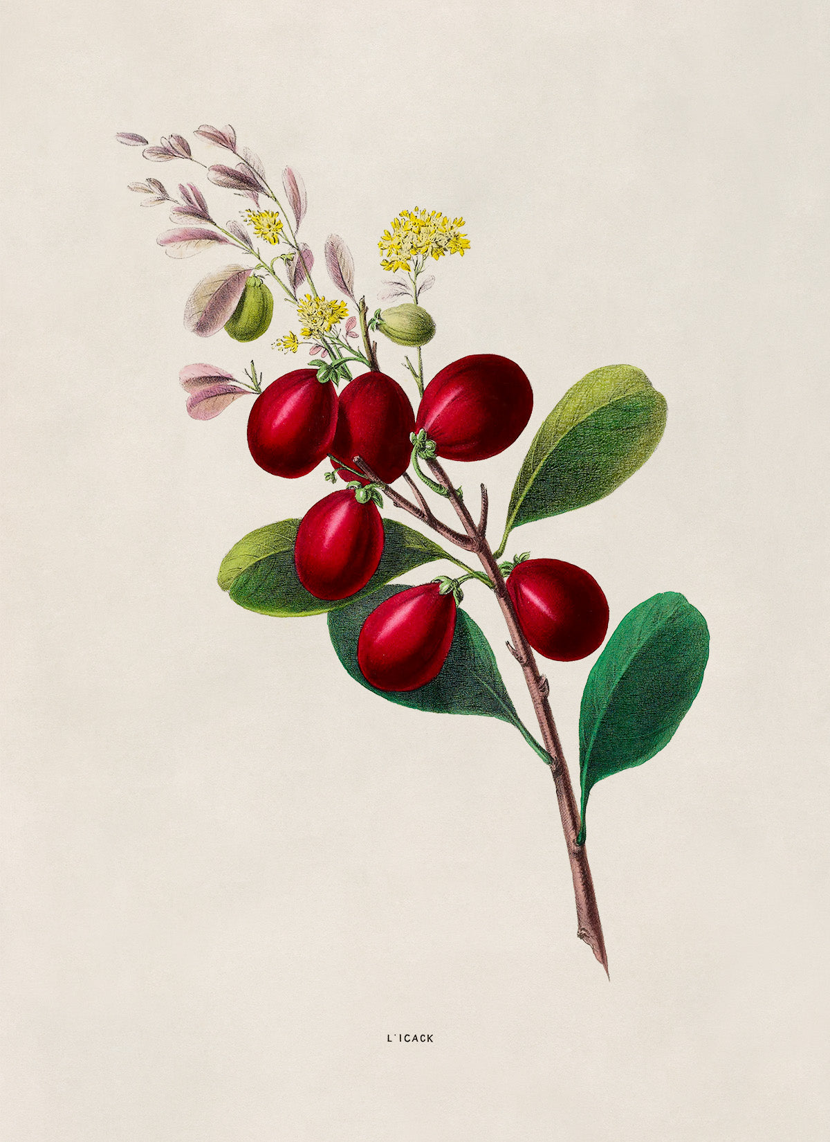 Cocoplum Plant Botanical Illustration Print, FDA173e