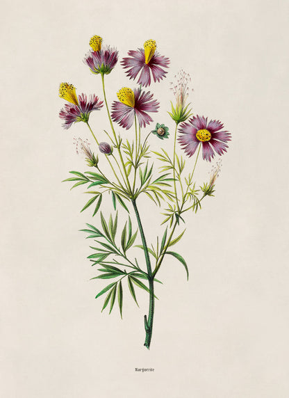 Cosmos Flower Botanical Illustration Print, FDA173