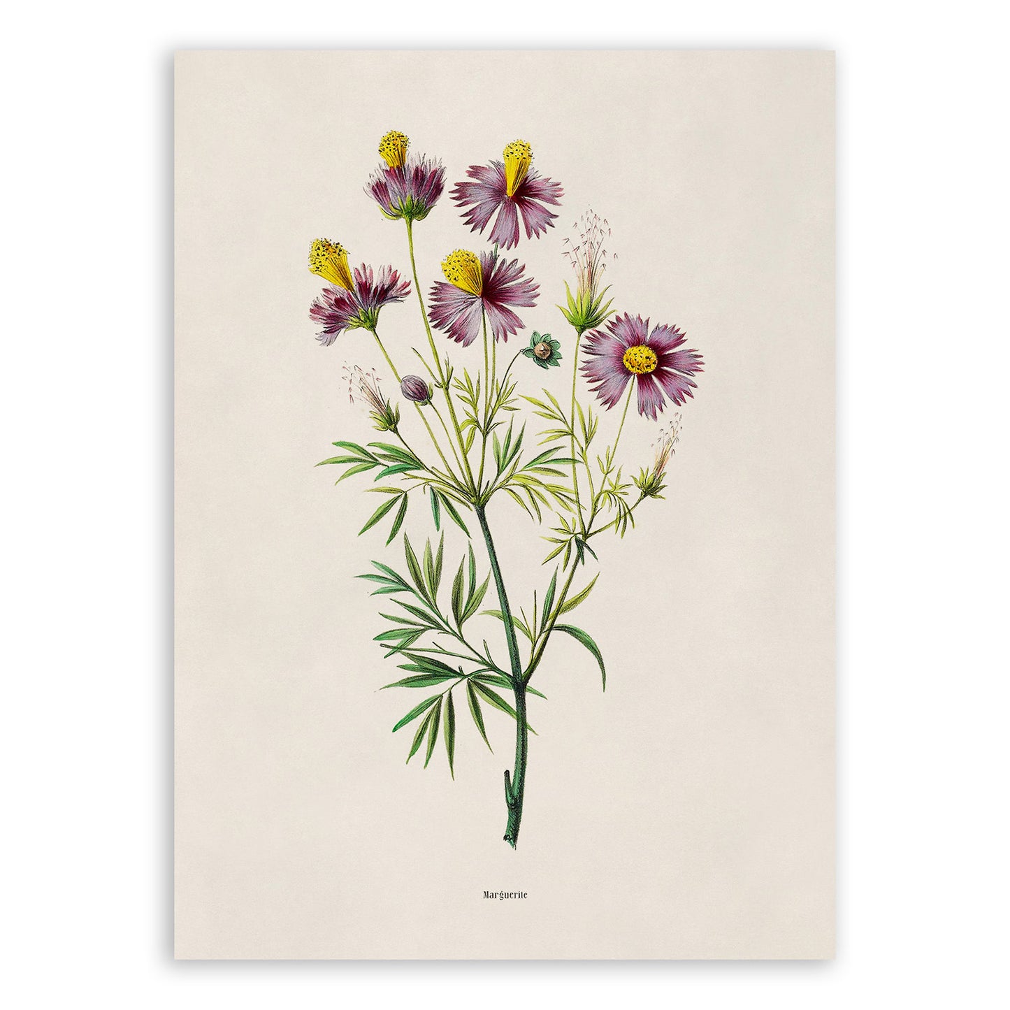 Cosmos Flower Botanical Illustration Print, FDA173