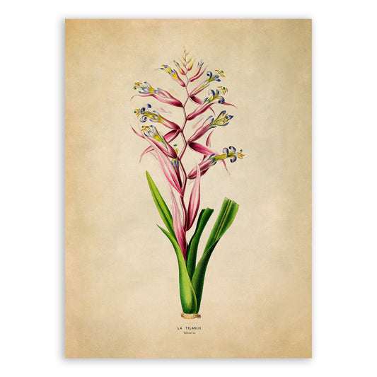 Queens Tears Plant Botanical Illustration Print, FDA175