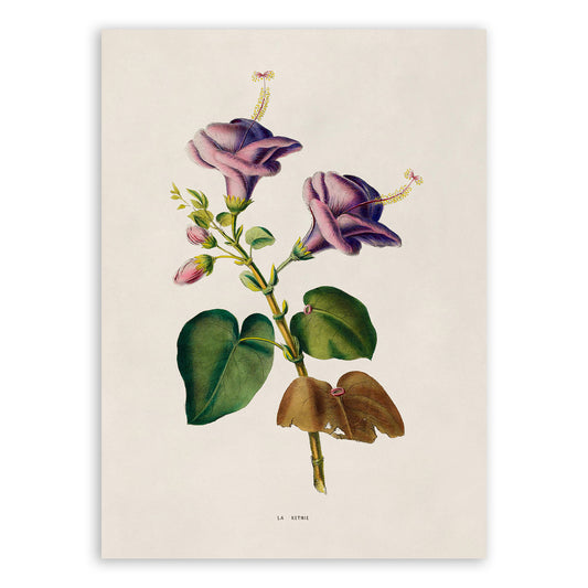 Hibiscus Flower Botanical Illustration Print, FDA177