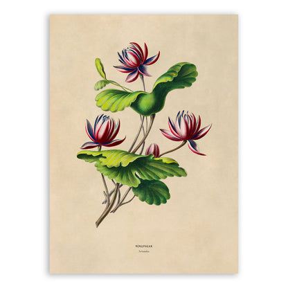 Water Lily Flower Botanical Illustration Print, FDA178