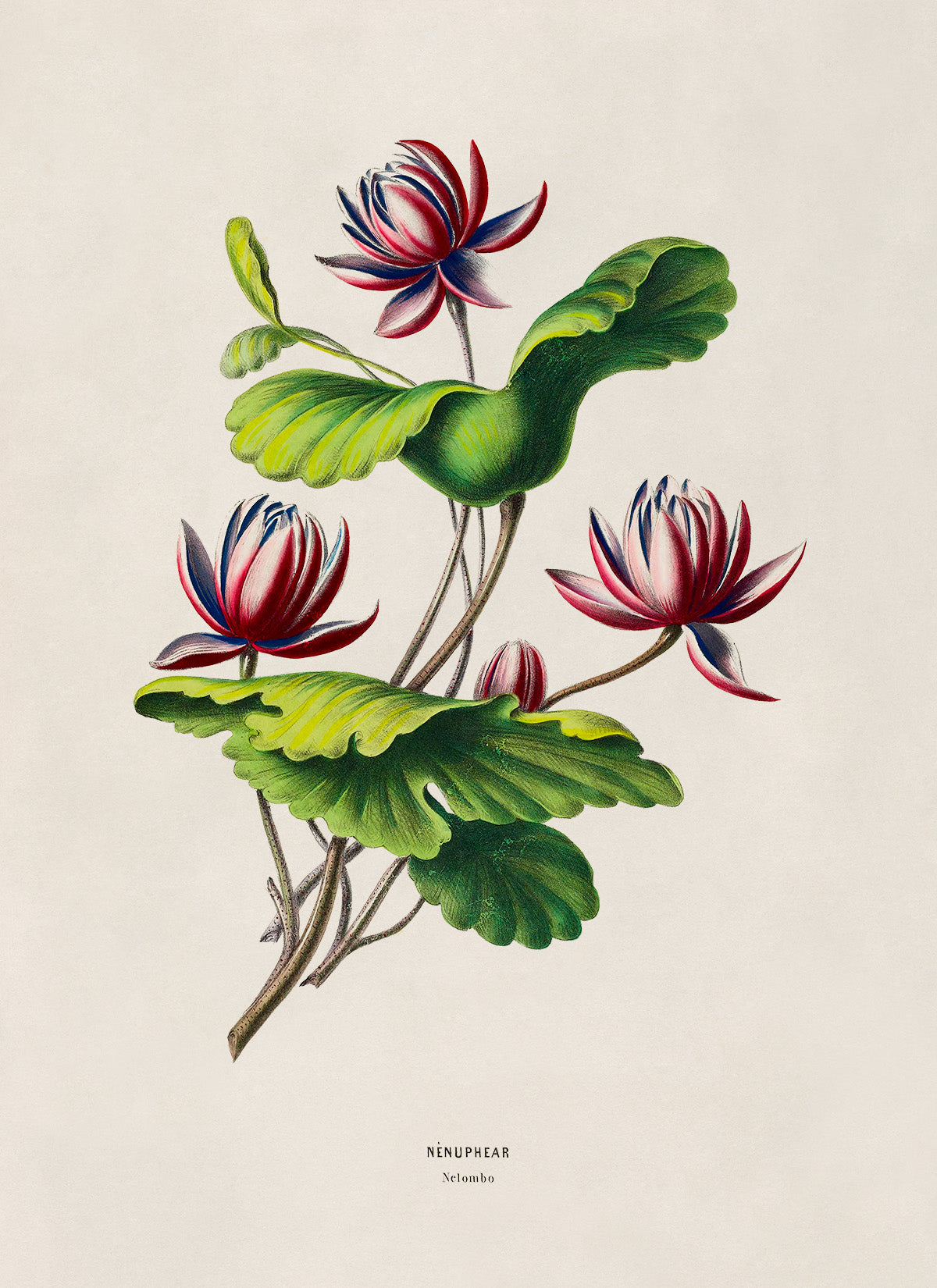 Water Lily Flower Botanical Illustration Print, FDA178