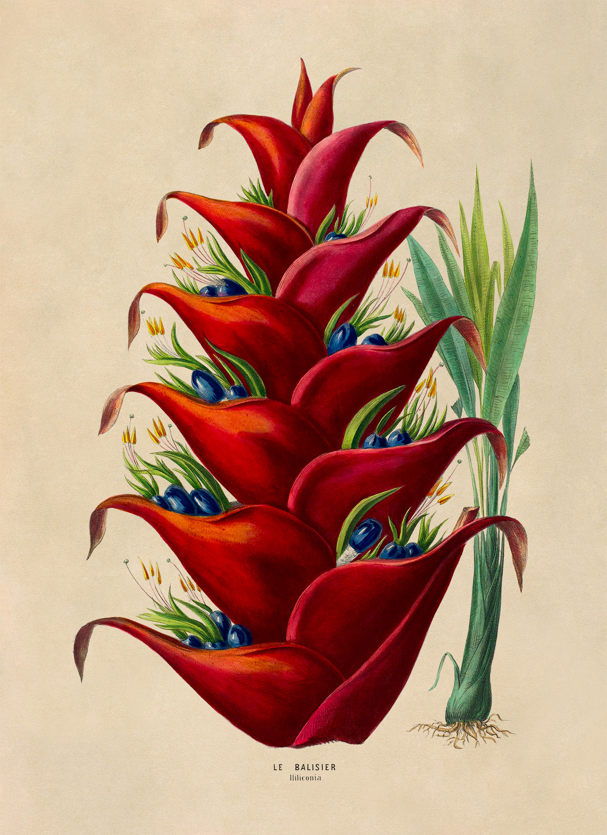 Shining Bird of Paradise Botanical Illustration Print, FDA179