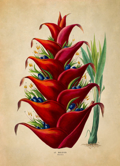 Shining Bird of Paradise Botanical Illustration Print, FDA179