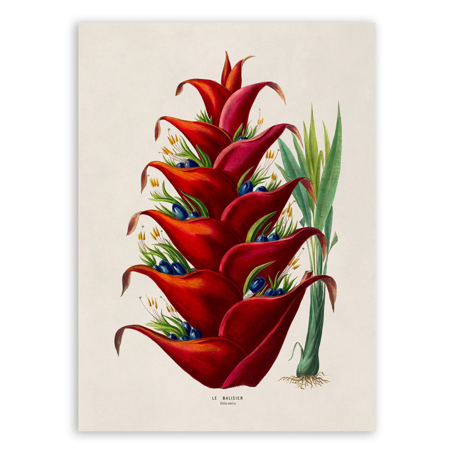 Shining Bird of Paradise Botanical Illustration Print, FDA179