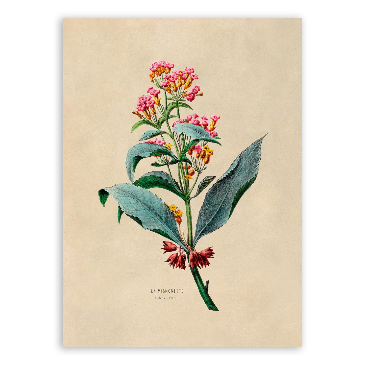 Lantana Plant Botanical Illustration Print, FDA17