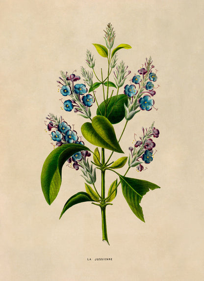 Lilac Flower Botanical Illustration Print, FDA180