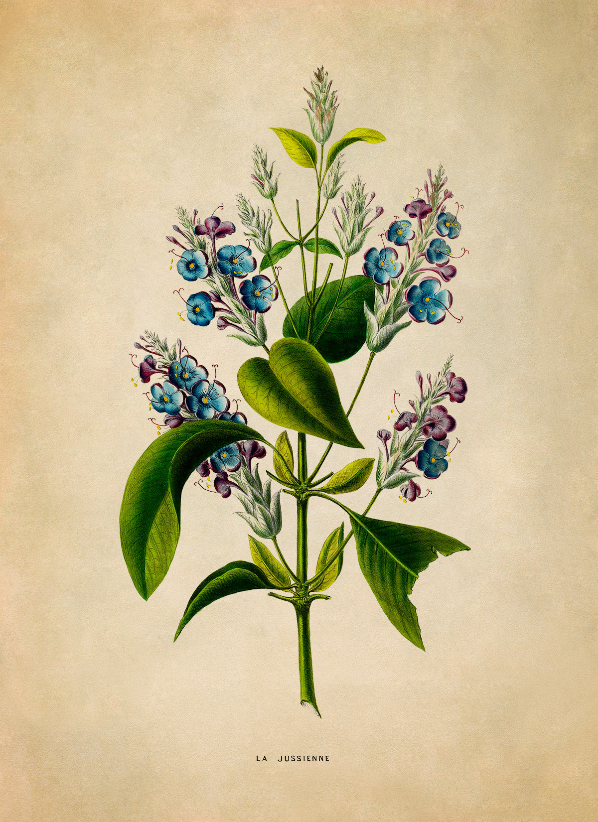 Lilac Flower Botanical Illustration Print, FDA180