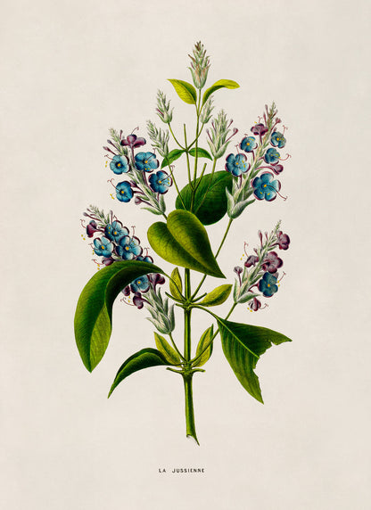 Lilac Flower Botanical Illustration Print, FDA180