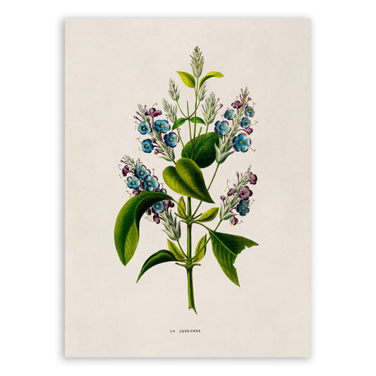 Lilac Flower Botanical Illustration Print, FDA180