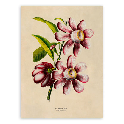 Cannonball Tree Flower Botanical Illustration Print, FDA181