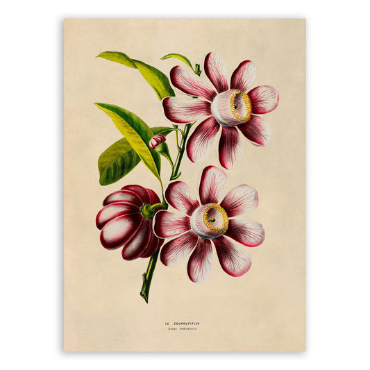 Cannonball Tree Flower Botanical Illustration Print, FDA181