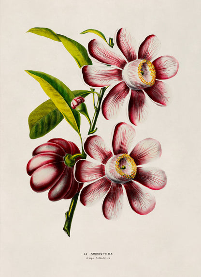 Cannonball Tree Flower Botanical Illustration Print, FDA181