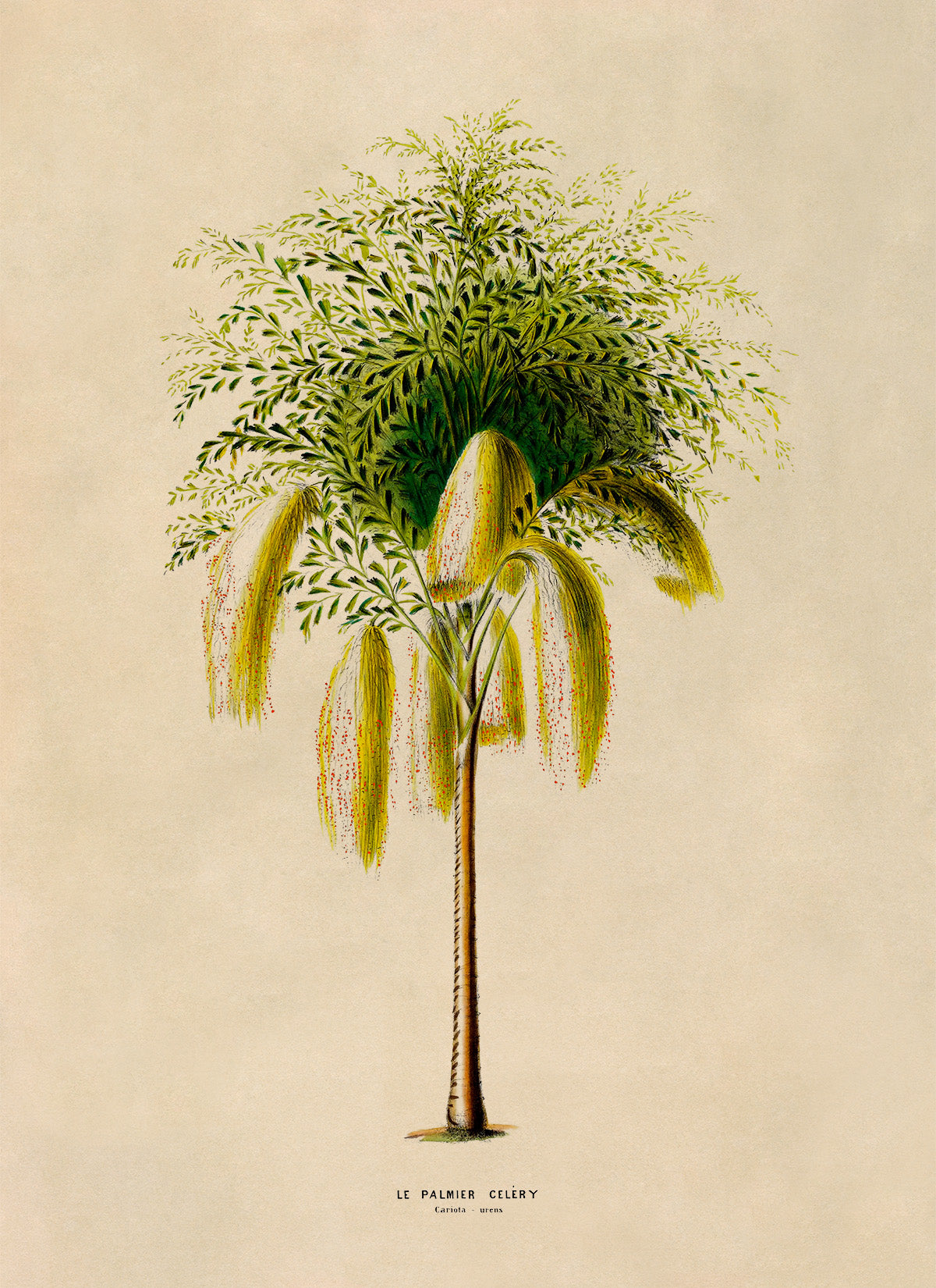 Fishtail Palm Tree Botanical Illustration Print, FDA182