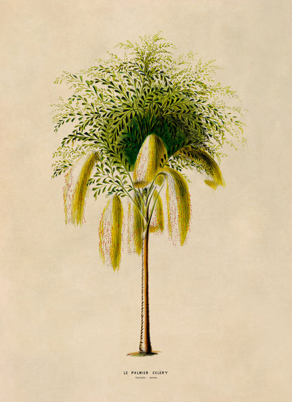 Fishtail Palm Tree Botanical Illustration Print, FDA182