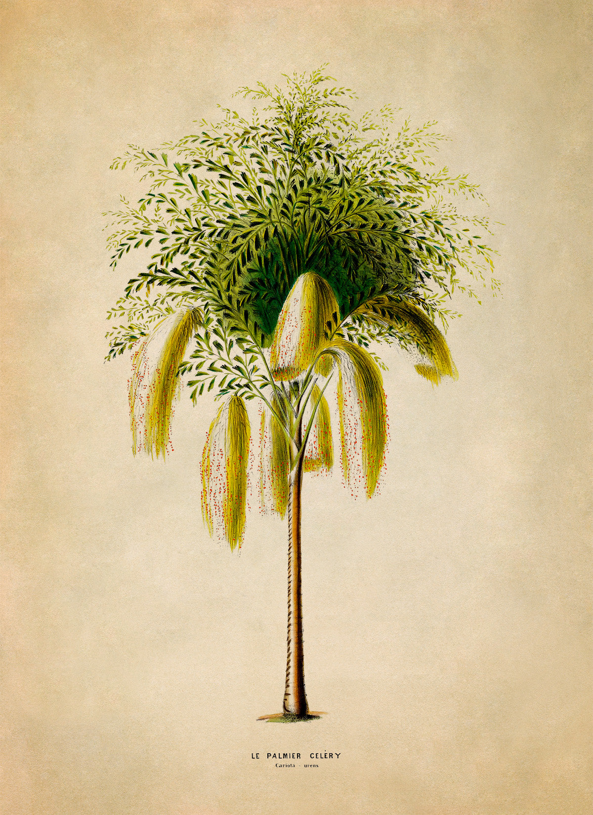 Fishtail Palm Tree Botanical Illustration Print, FDA182