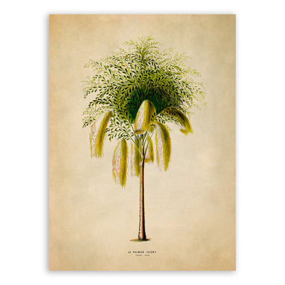 Fishtail Palm Tree Botanical Illustration Print, FDA182