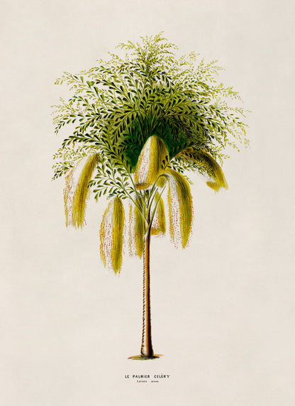 Fishtail Palm Tree Botanical Illustration Print, FDA182