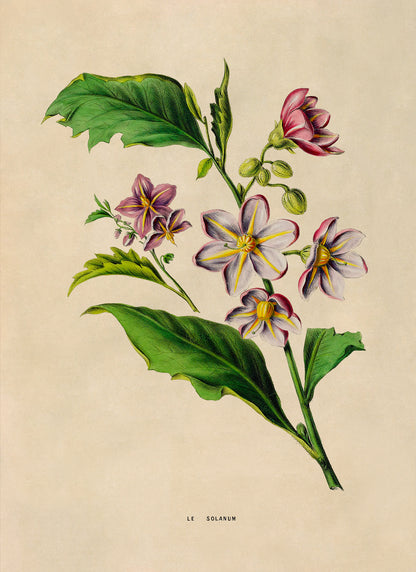 Purple Nightshade Flower Botanical Illustration Print, FDA183