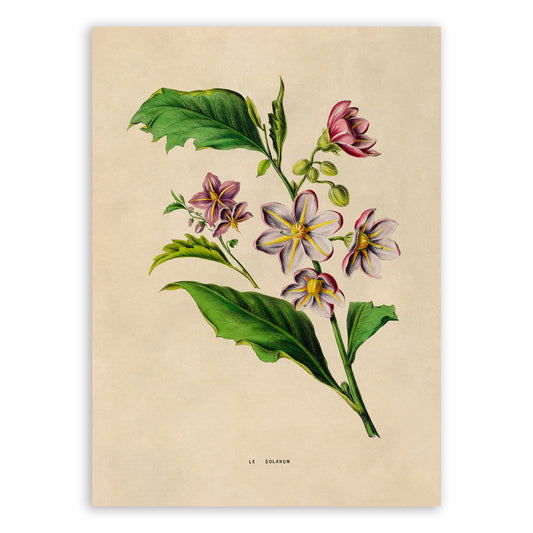 Purple Nightshade Flower Botanical Illustration Print, FDA183