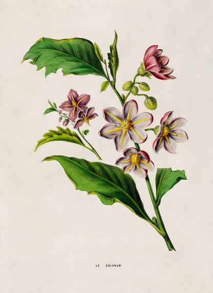 Purple Nightshade Flower Botanical Illustration Print, FDA183