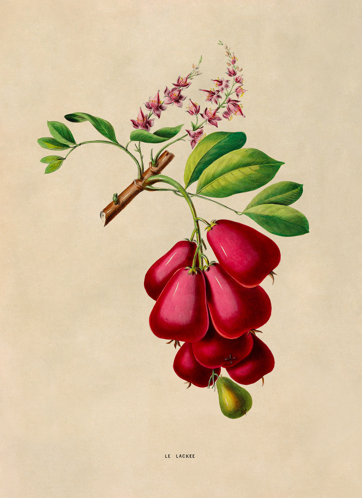 Ackee Plant Botanical Illustration Print, FDA184